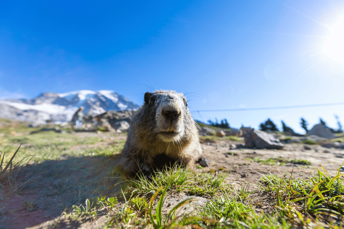 Six More Weeks of Winter: Groundhog Says Bundle Up! Winter Home Maintenance Tips to Keep Cozy